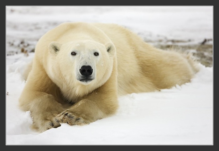 фото,фотография,природа,животные,мир,север,медведи,белые медведи,мишка на севере,photo